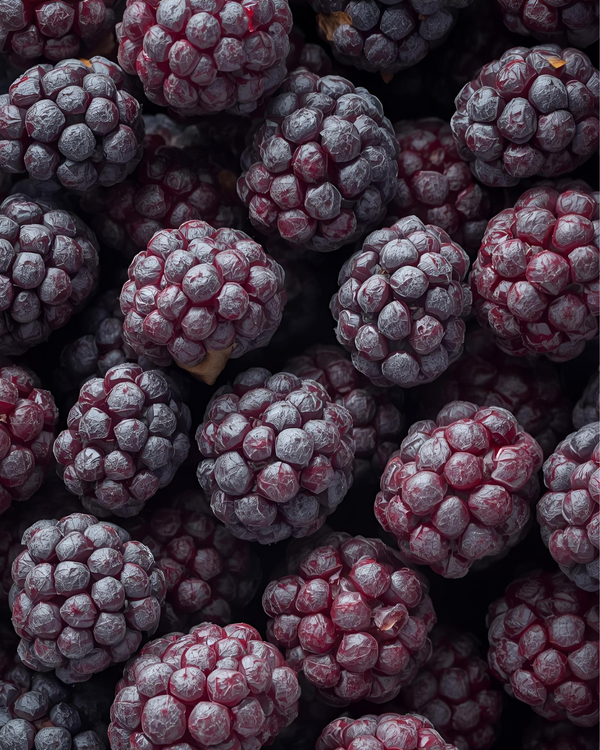 Freeze Dried Mulberry Bulk 1 KG VitalBites