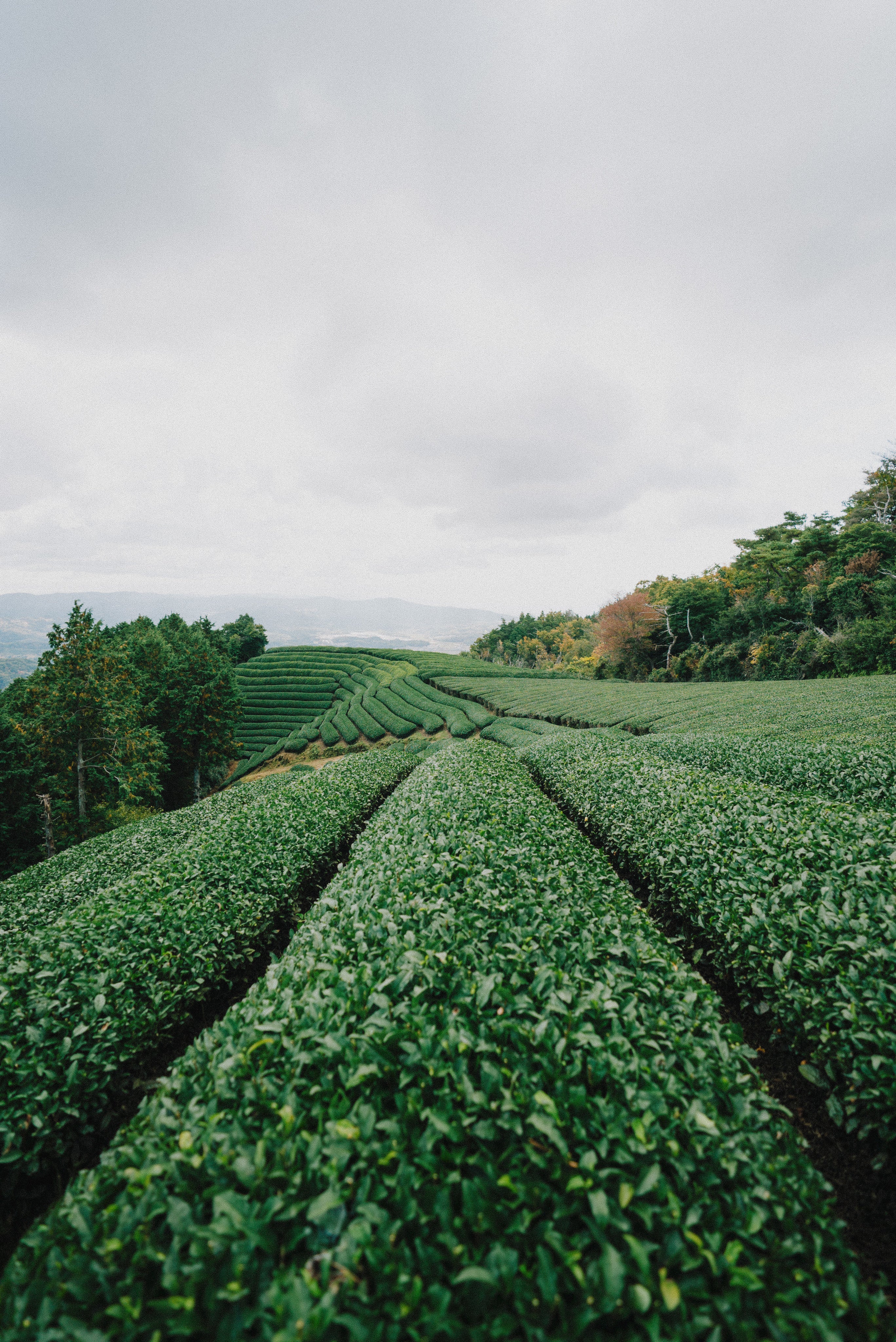 green plants